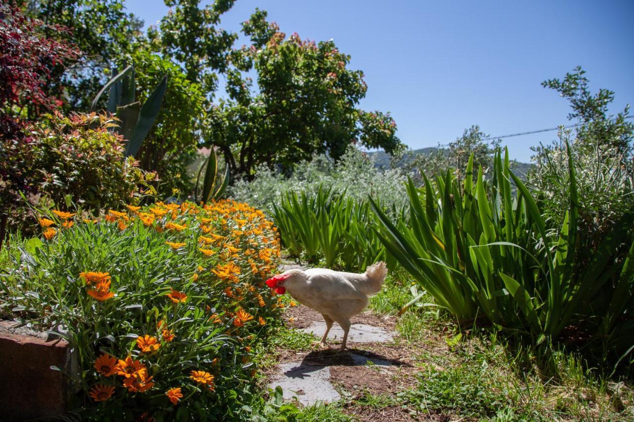 Pietrantica - Affittacamere Con Giardino Nuova Apertura A Trebiano -Citr מראה חיצוני תמונה